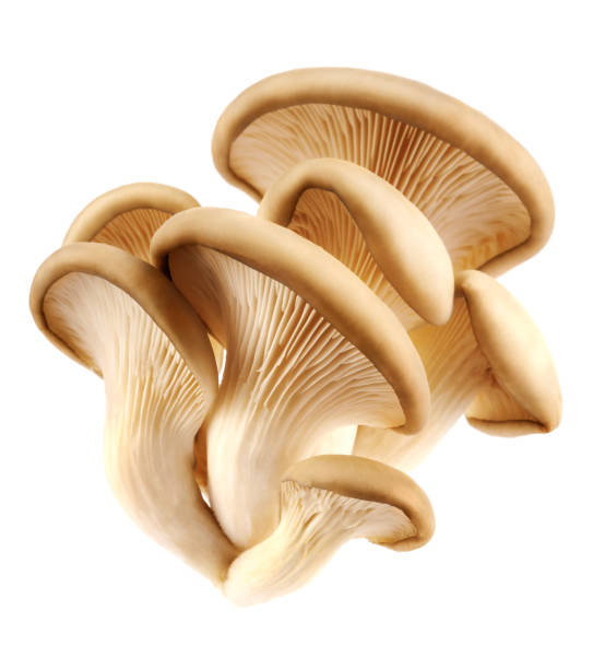oyster mushrooms isolated on a white background. full clipping path. - oyster mushroom edible mushroom fungus vegetable imagens e fotografias de stock