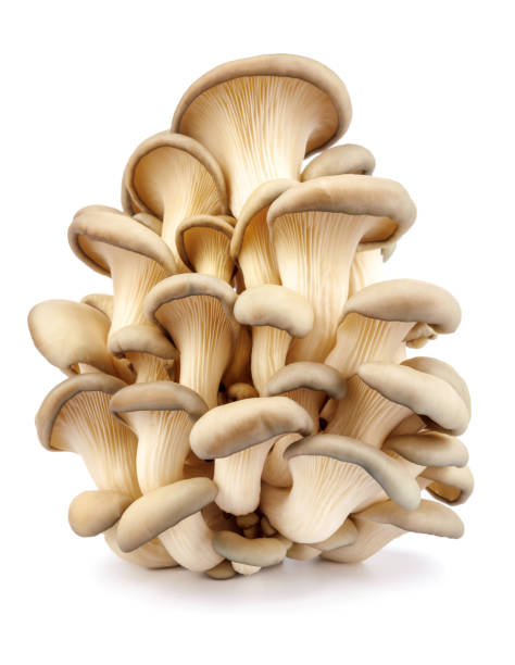 istock Oyster mushrooms isolated on a white background. Full clipping path. A beautiful bunch of mushrooms. 1435774103