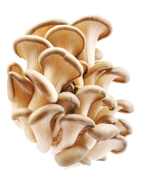 istock Oyster mushrooms isolated on a white background. Full clipping path. A beautiful bunch of mushrooms. 1435774105