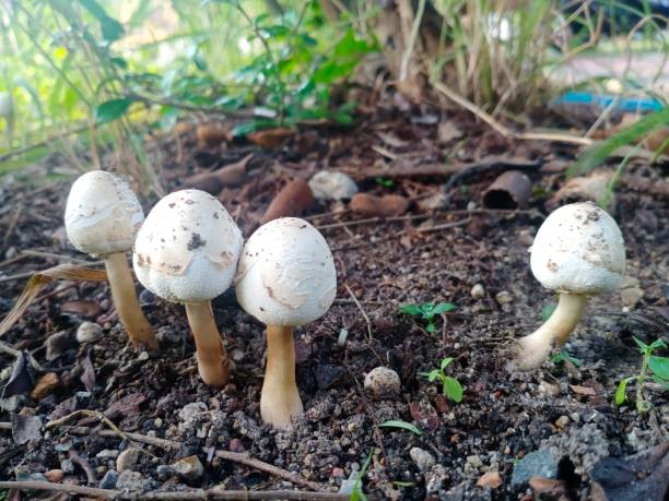 istock Amanita Panthera 1435775884