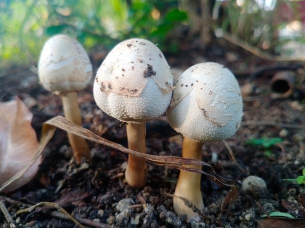 istock Amanita Panthera 1435775988