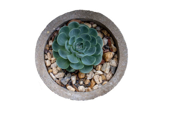 istock Echeveria elegans in a stone pot on white background 1435776959