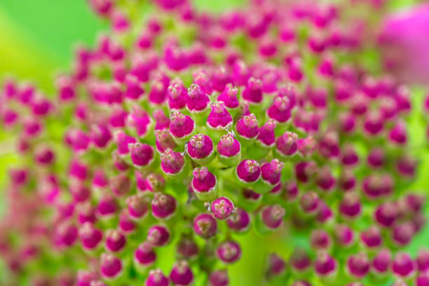 istock Abstract macro of pink flower buds 1435777694