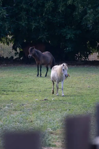 Photo of Skyrian horse (Equus caballus skyrianus) at Skyros island, Greece