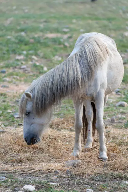 Photo of Skyrian horse (Equus caballus skyrianus) at Skyros island, Greece