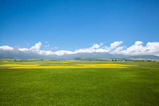 Oilseed rape and highland barley fields in Menyuan county, Qinghai Province