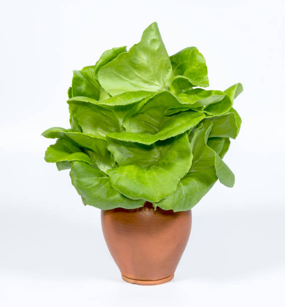 istock butterhead lettuce vegetable with pot on white background 1435778728