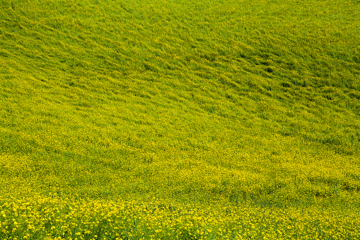 Oilseed rape field