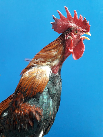 Crowing Rooster. Rooster as a pet enjoying the day.
