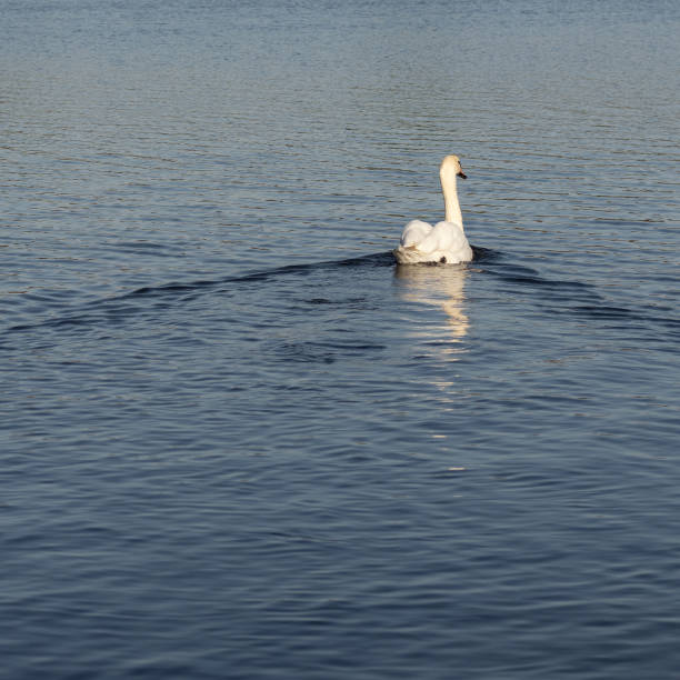 istock Lonely white swan in blue water. 1435783538