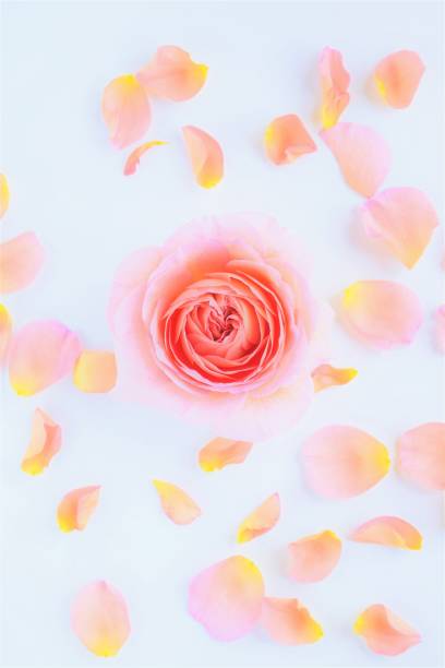 istock pink rose petals on white background. 1435784030