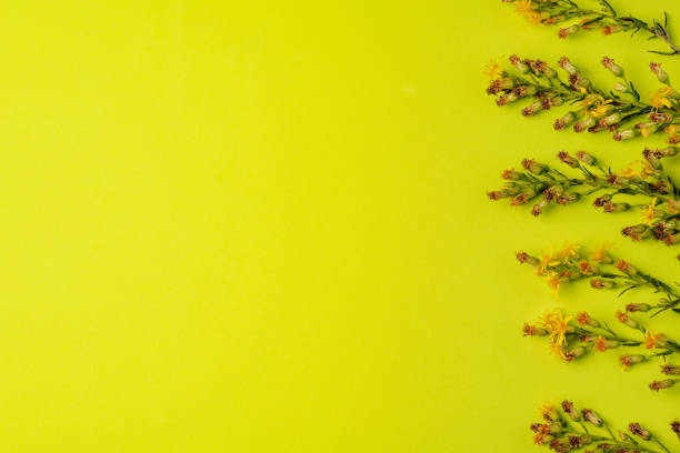 istock Small green stems with small yellow flowers on a green background,with copy space. 1435785580