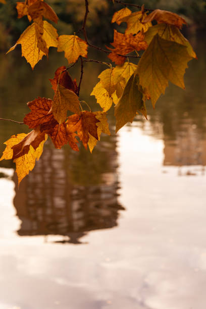 istock Leaves of a Maple (Acer platanoides) with autumnal shades 1435793206