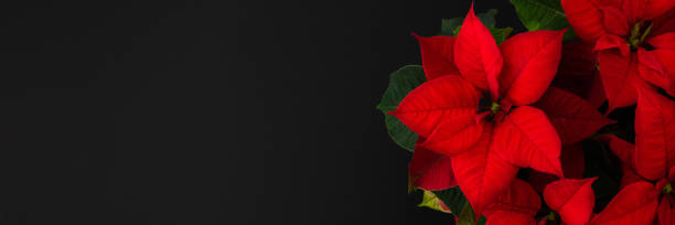 Christmas flower Poinsettia close up