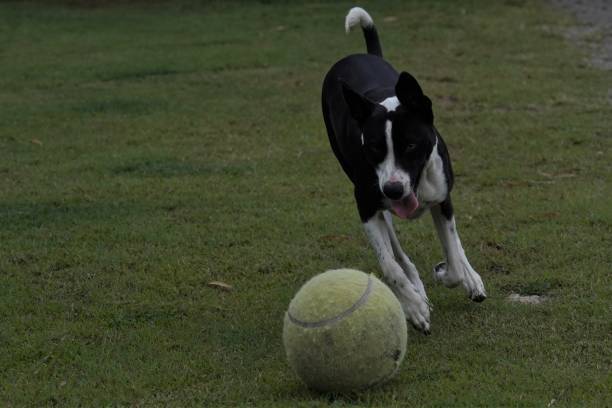 A border collie cross dog playing with a ball