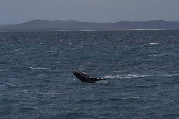 istock A whale breaching out of the water 1435800728