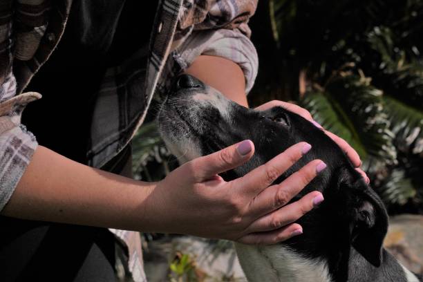 istock A black and white border collie being patted by its owner 1435802362