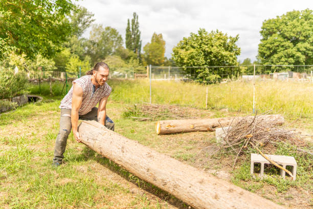 istock Woodcutter lifting a log with his bare hands 1435803581