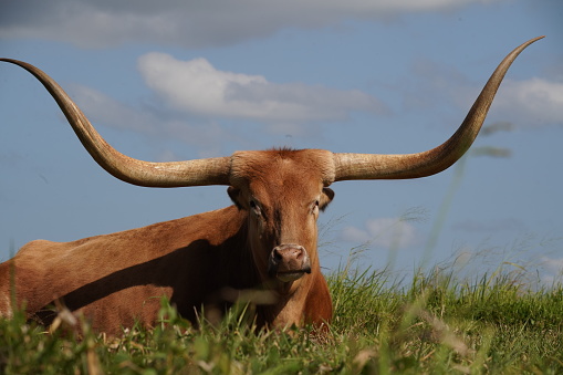 A brown long horned cow sitting in the green paddock