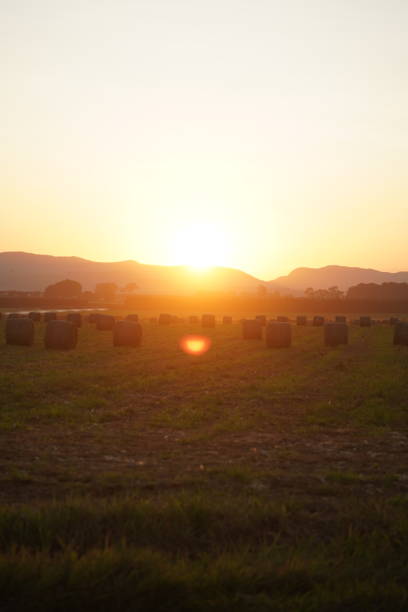 istock The sun setting over hay bales in the paddock 1435806660
