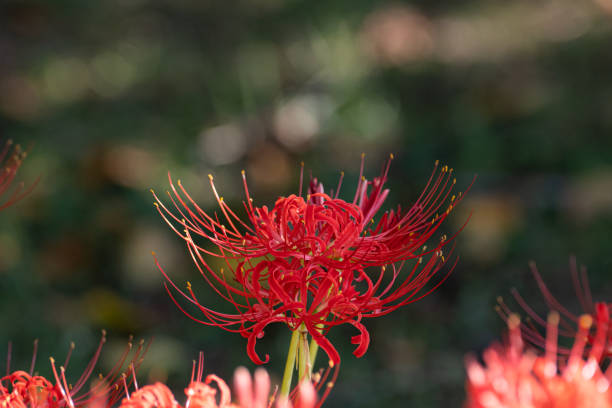 Red cluster amaryllis Red cluster amaryllis red spider lily stock pictures, royalty-free photos & images