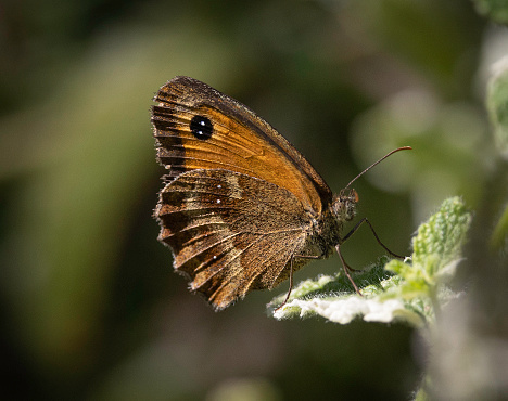 The eyespots on the fore wings most likely reduce bird attacks, therefore the gatekeeper is often seen resting with its wings open.