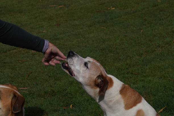 istock A brown and white mixed breed dog taking a dog biscuit from its owner 1435809486