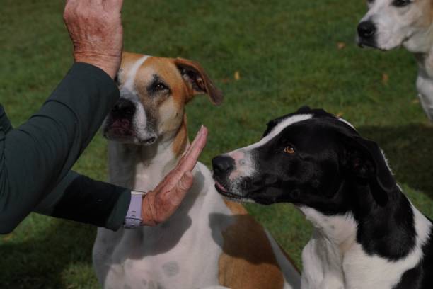 A pet owner training her dogs A pet owner training her dogs obedience training stock pictures, royalty-free photos & images