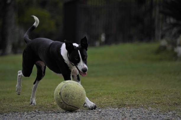 istock A border collie cross dog playing with a ball 1435810589