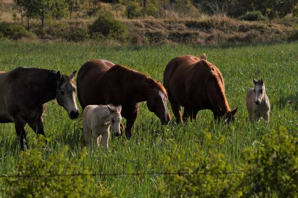 istock Chestnut mare and foal in paddock with green grass 1435813511