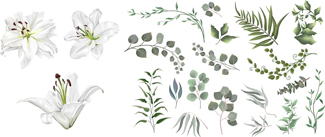 Vector grass and flower set. Eucalyptus, different plants and leaves. White lilies , branches with flowers