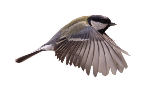 istock small isolated yellow tit in fast flight 1435813773