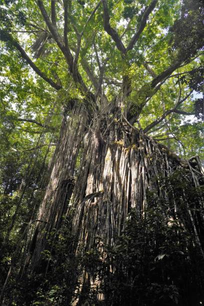 istock The curtain fig tree in North Queensland 1435813855