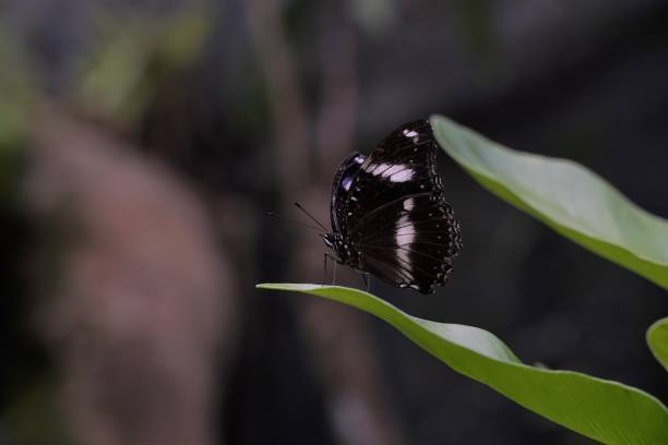 istock Blue moon butterfly resting on a green leaf 1435814018