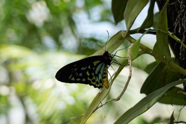 istock Cairns birdwing butterfly resting on an orchid 1435814054