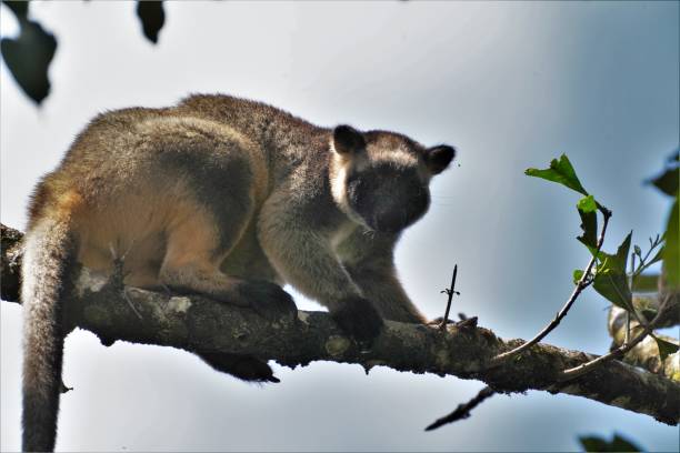 istock Lumholtz's tree-kangaroo sitting in a tree eating 1435814127