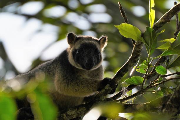 istock Lumholtz's tree-kangaroo sitting in a tree eating 1435814133