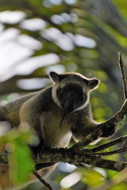 istock Lumholtz's tree-kangaroo sitting in a tree eating 1435814148