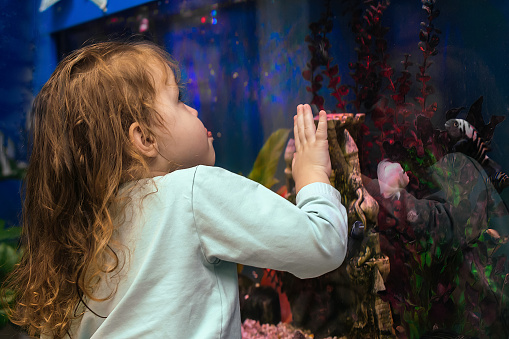 a little girl looks through the glass at different fish in a large aquarium with water