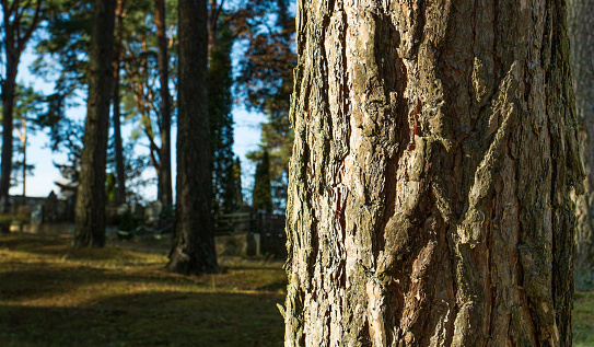 The trunk of a pine tree with rough bark is illuminated by a beam of sun from the left.