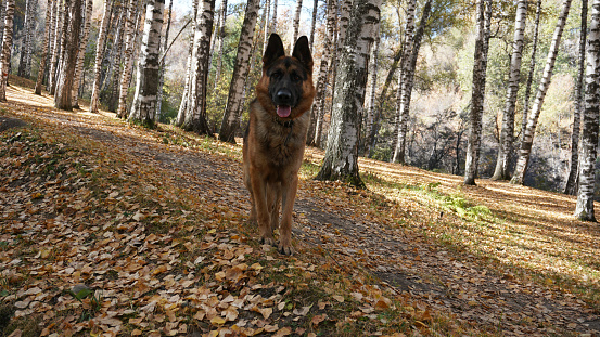 A happy shepherd dog stands in the autumn forest. Yellow-orange leaves lie under the paws. Long shadows from trees on ground. Birch grove. The dog has pulled out his tongue and is waiting for command
