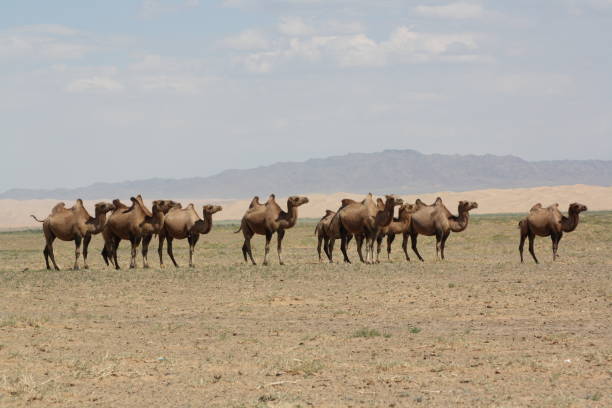 istock Bactrian camels in the Khongor dunes, Gobi Desert, Mongolia. 1435826652
