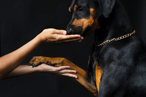 Side view of unrecognizable persons hand is feeding Doberman pinscher dog  on black background.