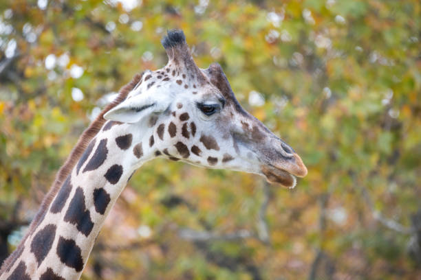 closeup head of a giraffe chewing with puckered lips and visible saliva as an animal portrait of funny wildlife big game