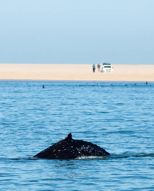 水面に浮かび上がるシロナガスクジラ、ひれがはっきりと見える - walvis bay ストックフォトと画像