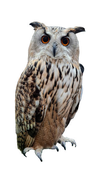 istock Owl bird have white and brown color standing. 1435833324