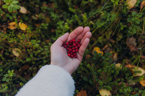 Close-up view of a female's hand holding a bunch of red wild berries above the forest plants