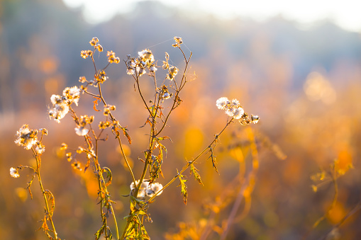 closeup wild dry grass in prairie at the evening, autumn seasonal natural background