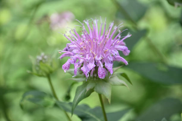 Stunning Up Close Look at Purple Blooming Bee Balm stock photo