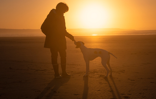 A woman on a beach at sunset training and walking her dog, Devon UK.